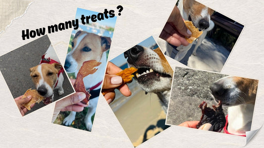 Collage of Pablo the Jack Russell enjoying Canivoro treats on his daily walks: how many treats should a dog have?