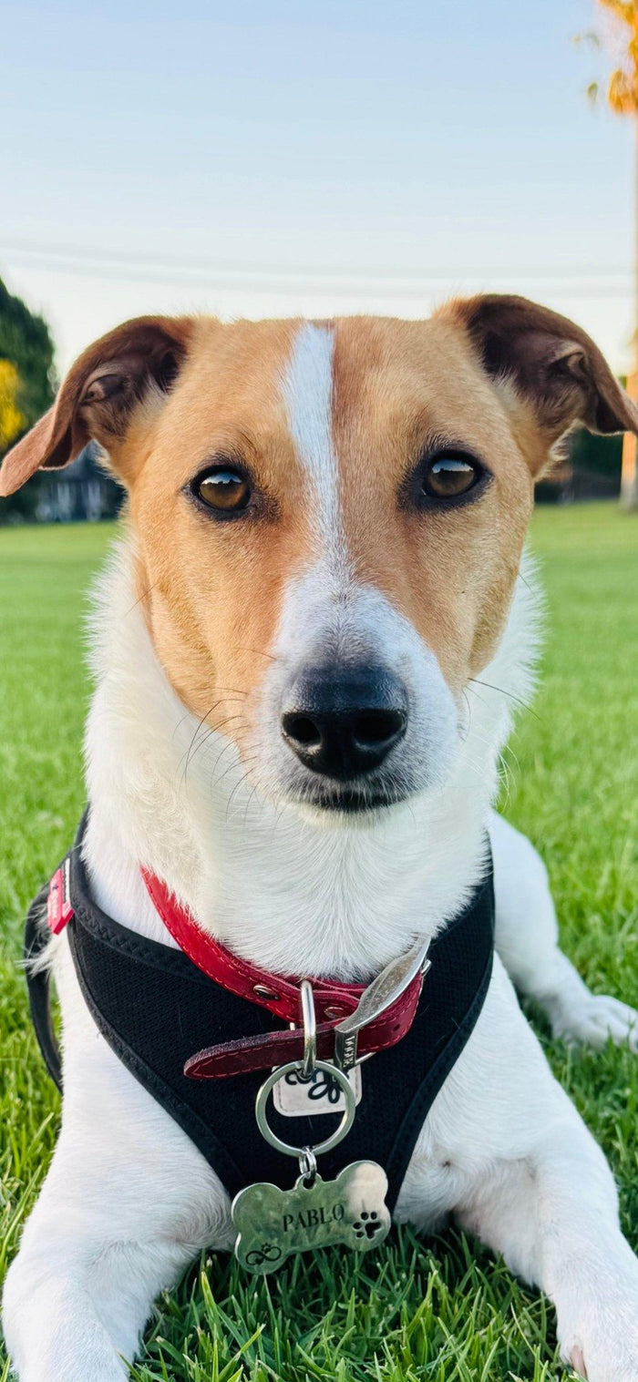 Close-up of Pablo the Jack Russell on the grass, wearing his Pablo name tag