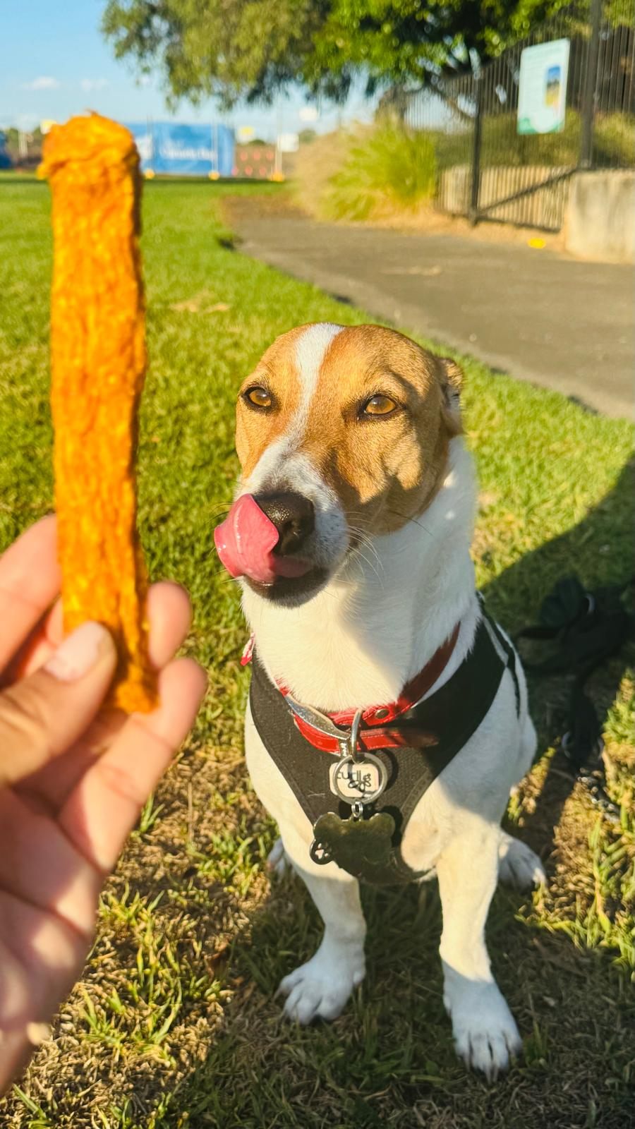 Pablo the Jack Russell licking his lips at a Chicken Prime Stick in a Sydney park